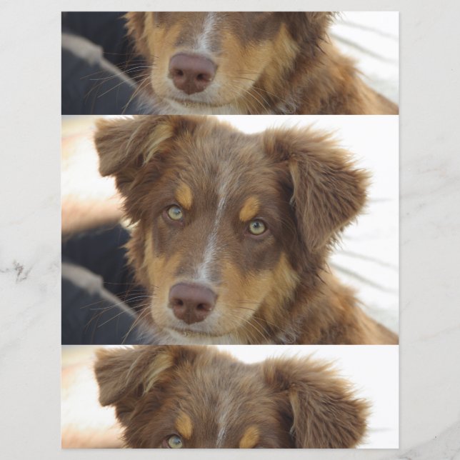 filhote aussie vermelho tri (Frente)