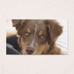 filhote aussie vermelho tri