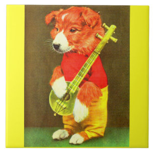 Filhote de banjo