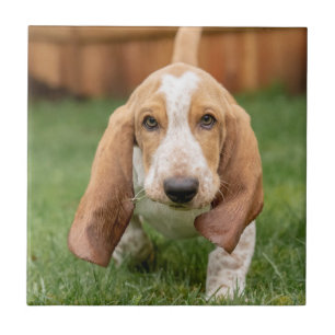 Filhote de Basset Hound andando