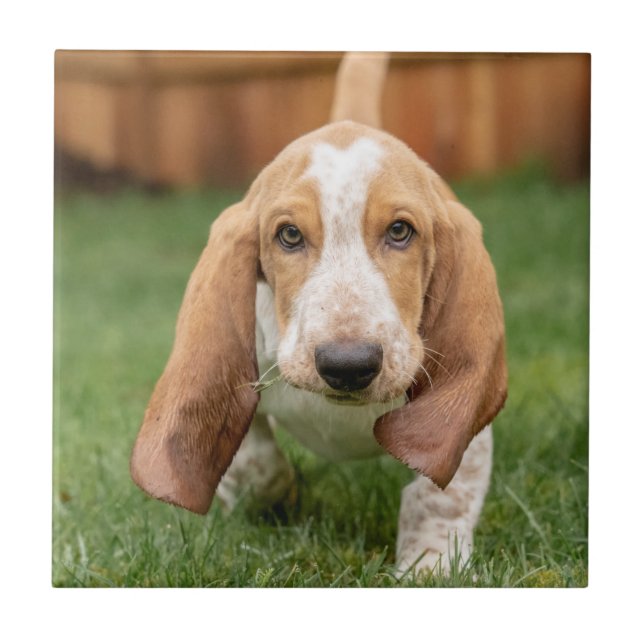Filhote de Basset Hound andando (Frente)