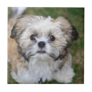 Filhote de cachorro