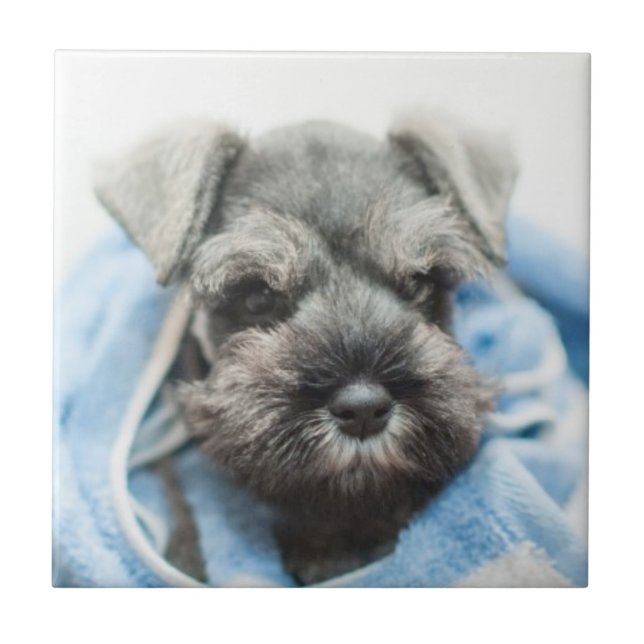 Filhote de cachorro após o banho (Frente)