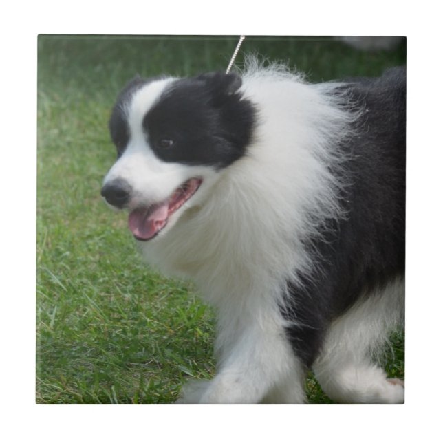 Filhote de cachorro bonito de border collie (Frente)