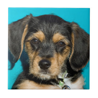 Filhote de cachorro bonito de Borkie