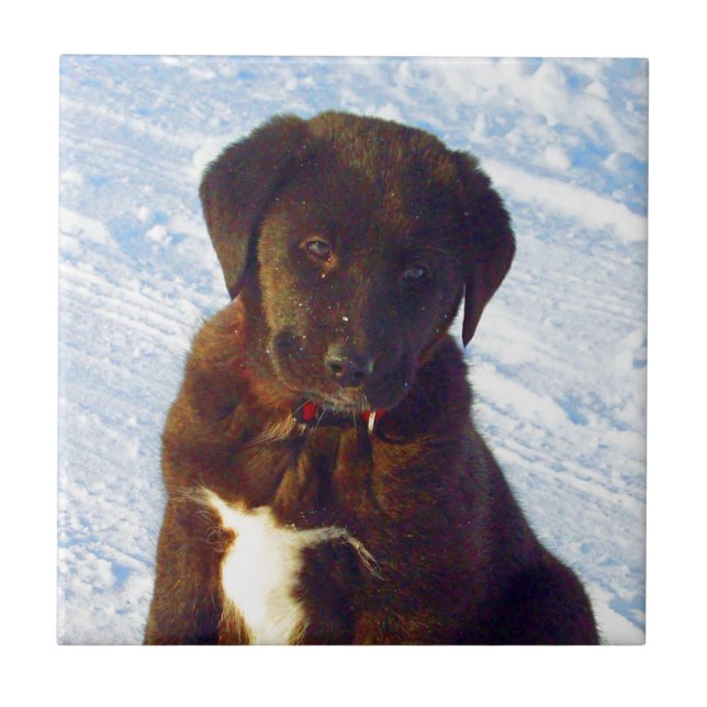 Filhote de cachorro branco de espera de Labrador (Frente)