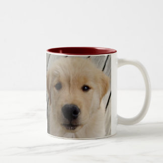 Filhote de cachorro da CANECA do golden retriever