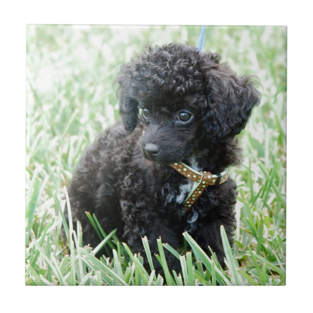 Filhote de cachorro da caniche de brinquedo (Frente)