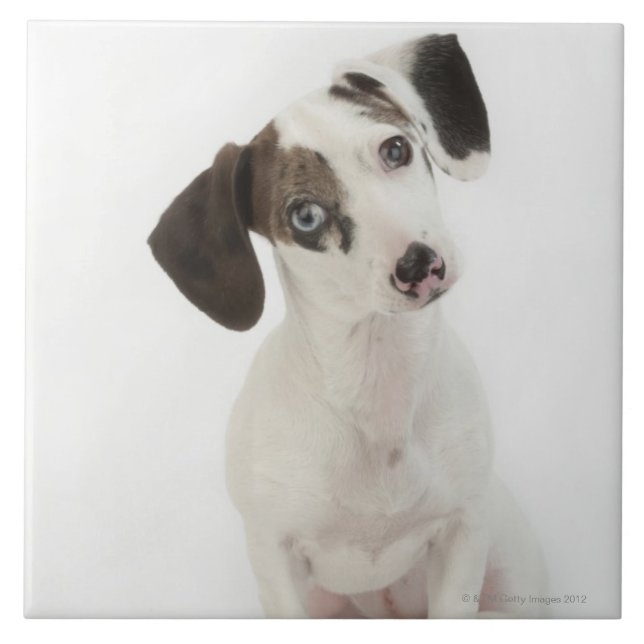 Filhote de cachorro da fêmea do (Frente)