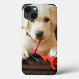 Filhote de cachorro das imagens   de Getty em um