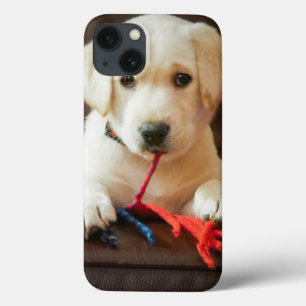 Filhote de cachorro das imagens   de Getty em um