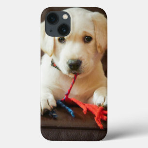 Filhote de cachorro das imagens   de Getty em um