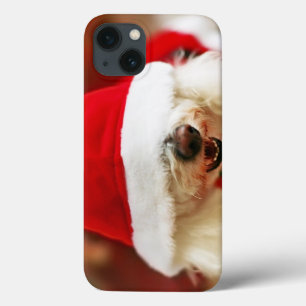 Filhote de cachorro de Bichon Frise que veste o