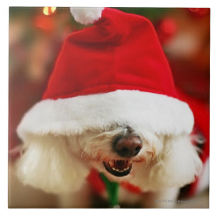 Filhote de cachorro de Bichon Frise que veste o