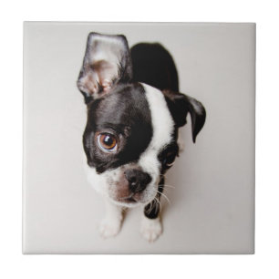 Filhote de cachorro de Edison Boston Terrier