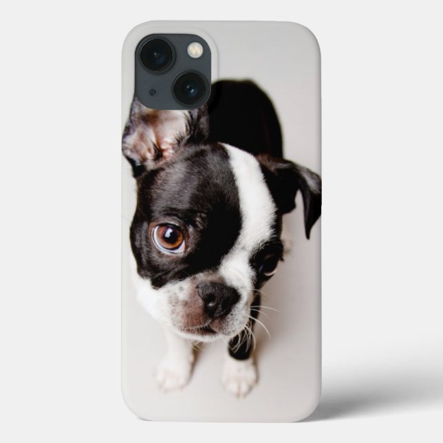 Filhote de cachorro de Edison Boston Terrier (Verso)