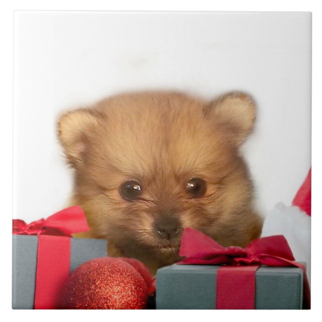 Filhote de cachorro de Pomeranian do Natal (Frente)