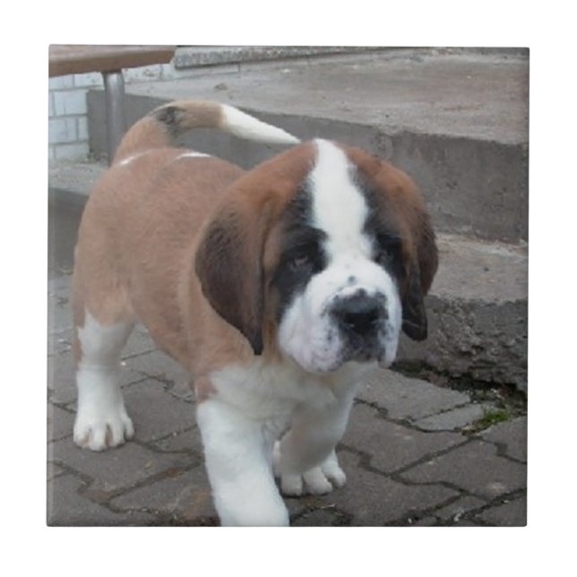 filhote de cachorro de St Bernard (Frente)