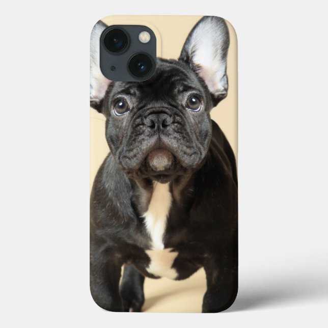 Filhote de cachorro do buldogue francês (Verso)
