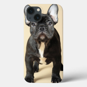 Filhote de cachorro do buldogue francês
