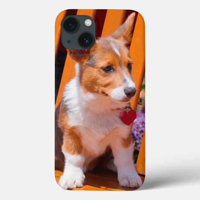 Filhote de cachorro do Corgi de Galês do Pembroke (Verso)