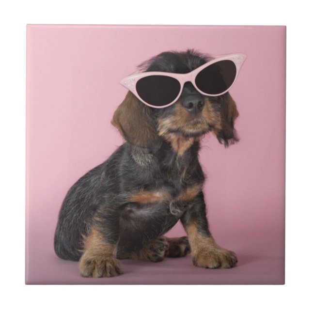 Filhote de cachorro do Dachshund que veste óculos (Frente)