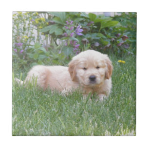 Filhote de cachorro do golden retriever