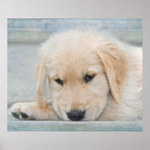 Filhote de cachorro do poster
