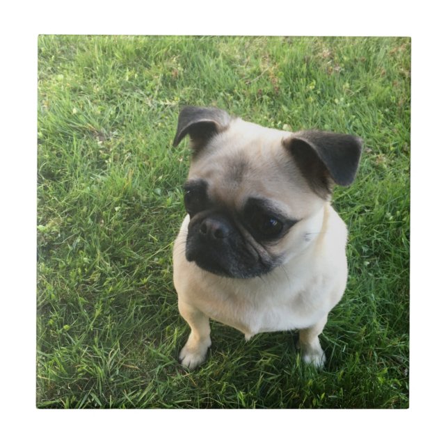 Filhote de cachorro do Pug (Frente)