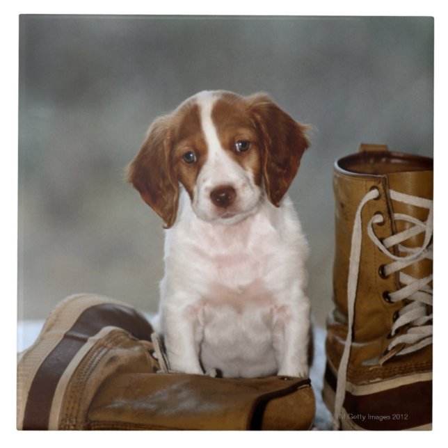 Filhote de cachorro e botas (Frente)
