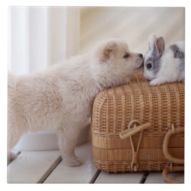 Filhote de cachorro e coelho (Frente)