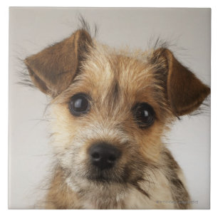 Filhote de cachorro (familiaris do Canis)