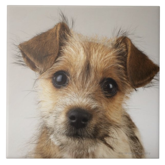 Filhote de cachorro (familiaris do Canis) (Frente)