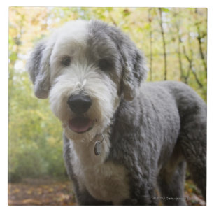 Filhote de cachorro inglês do Sheepdog na florest