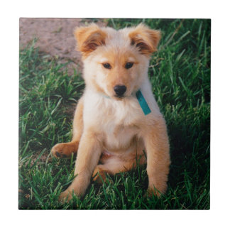 Filhote de cachorro misturado adorável da raça