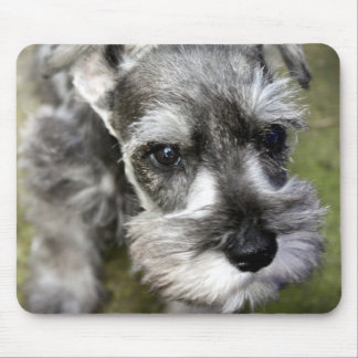 Filhote de cachorro Mousepad do Schnauzer diminuto