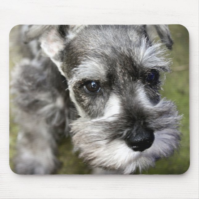 Filhote de cachorro Mousepad do Schnauzer diminuto (Frente)
