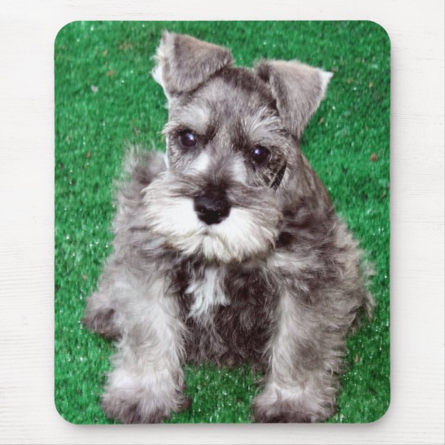 Filhote de cachorro Mousepad do Schnauzer diminuto (Frente)