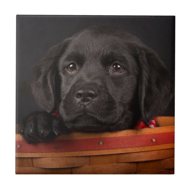 Filhote de cachorro preto de labrador retriever em (Frente)