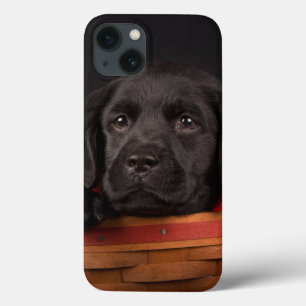 Filhote de cachorro preto de labrador retriever em