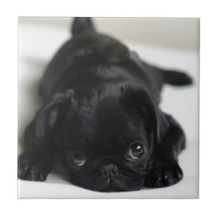 Filhote de cachorro preto do Pug