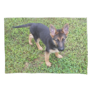 Filhote de cachorro protegido