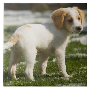 Filhote de cachorro que joga na neve