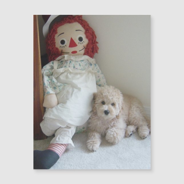 Filhote de Cockapoo Fofo Cachorro e Foto de Boneca (Frente)