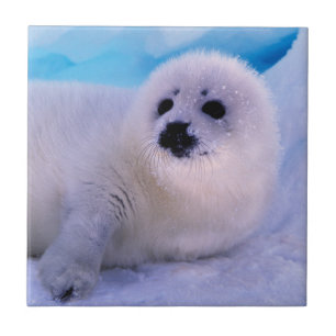 Filhote de foca harpa coberto de flocos de neve