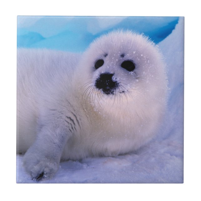 Filhote de foca harpa coberto de flocos de neve (Frente)
