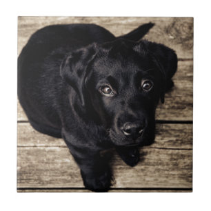 Filhote de Labrador Retriever Preto na Madeira