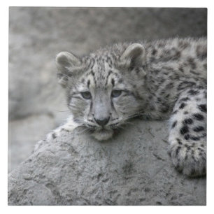 Filhote de leopardo-da-neve de 4 meses de idade es