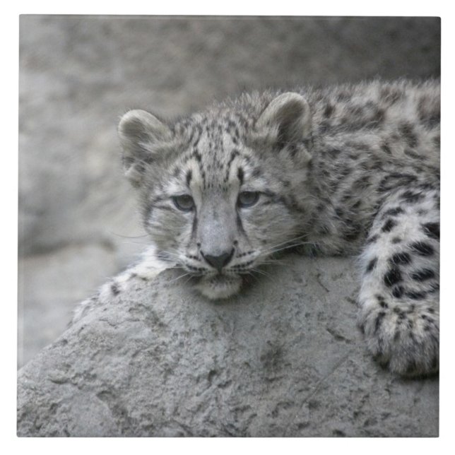 Filhote de leopardo-da-neve de 4 meses de idade es (Frente)