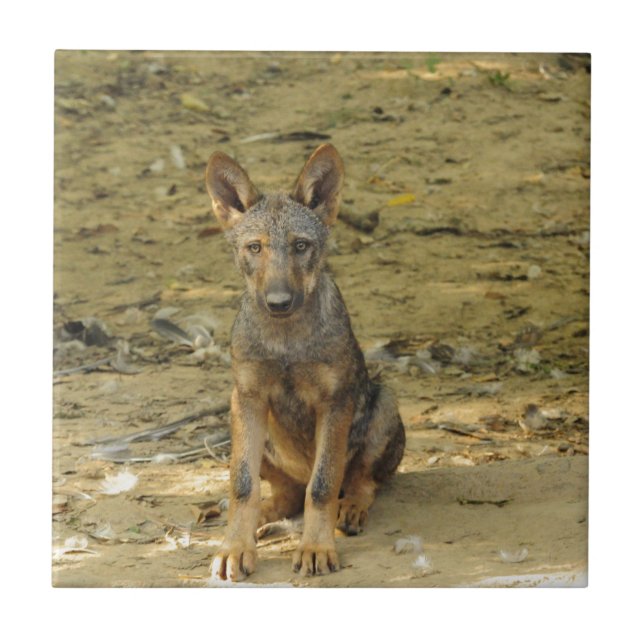 Filhote de Lobo Fofo (Frente)